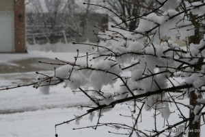 IMG_3398